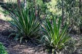 View full-size image Agave americana variety marginata