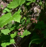 View full-size image Ribes biebersteinii