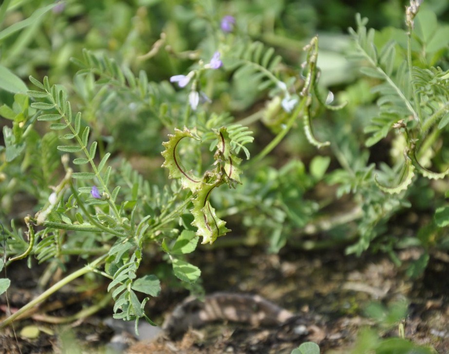 Изображение особи Biserrula pelecinus.