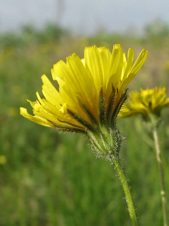 Image of Lagoseris sancta specimen.