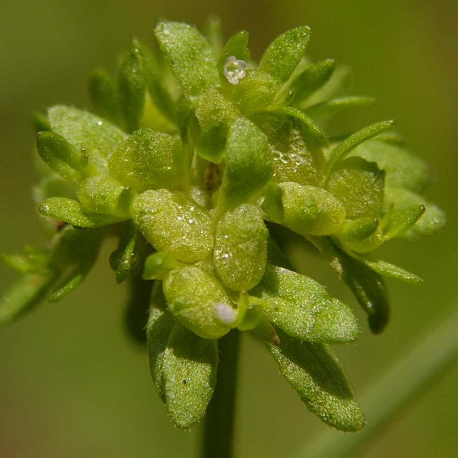 Изображение особи Valerianella locusta.