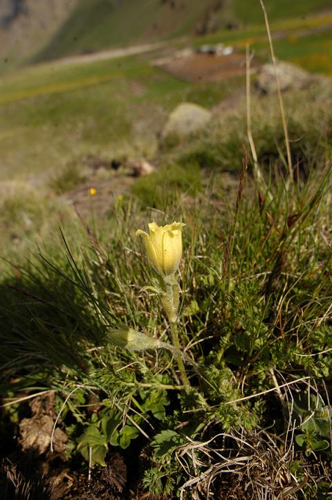 Изображение особи Pulsatilla albana.