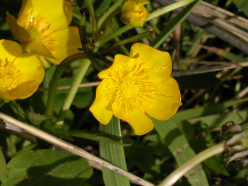 Изображение особи Ranunculus repens.