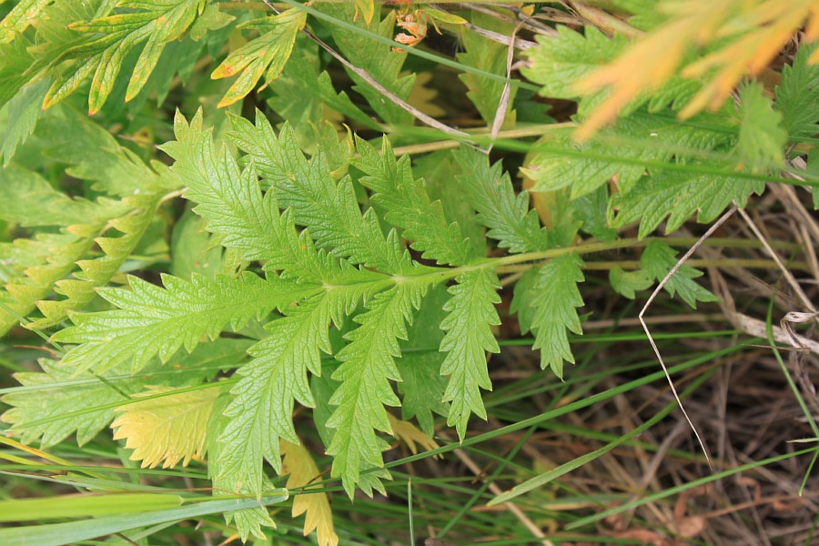 Image of Potentilla longifolia specimen.