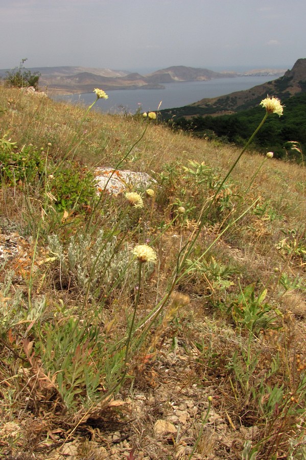 Изображение особи Cephalaria demetrii.