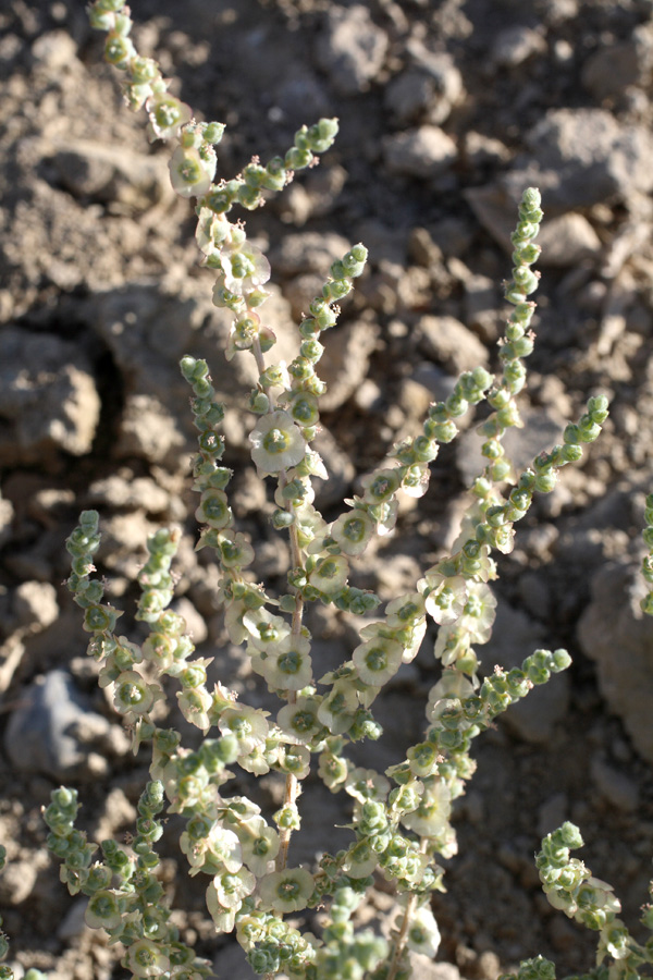 Image of Salsola incanescens specimen.