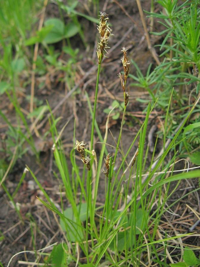 Изображение особи Carex praecox.