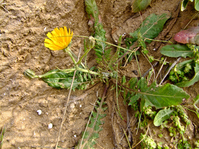 Изображение особи Crepis aculeata.