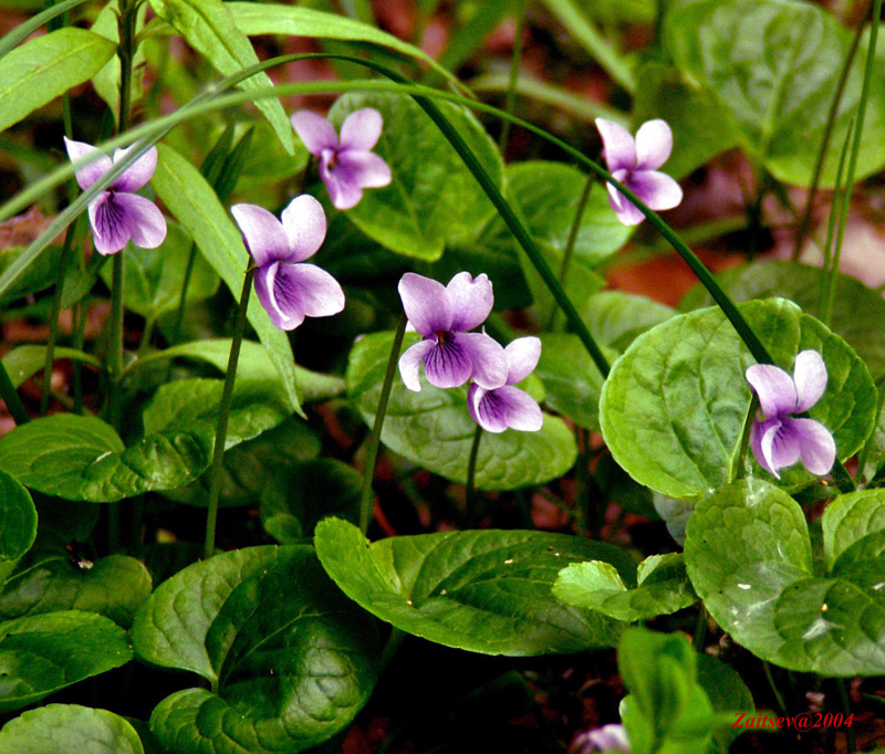 Image of Viola palustris specimen.