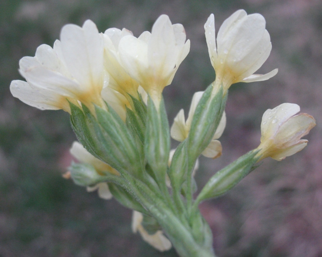 Image of Primula elatior specimen.