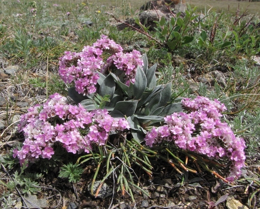 Image of Goniolimon speciosum specimen.