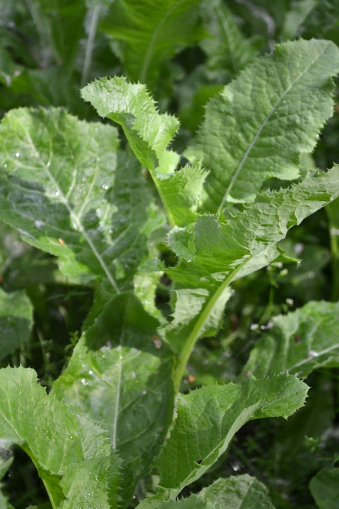 Image of Sonchus arvensis ssp. uliginosus specimen.