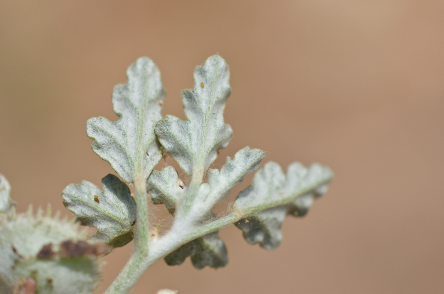 Изображение особи Neurada procumbens.