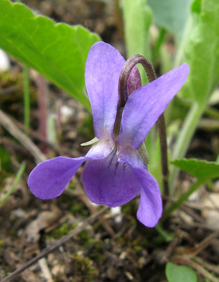 Изображение особи Viola ambigua.