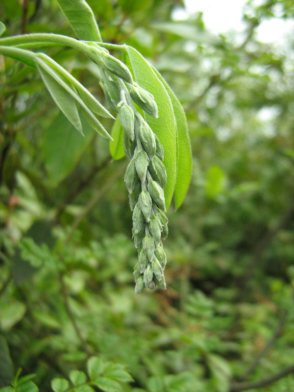 Image of Laburnum anagyroides specimen.