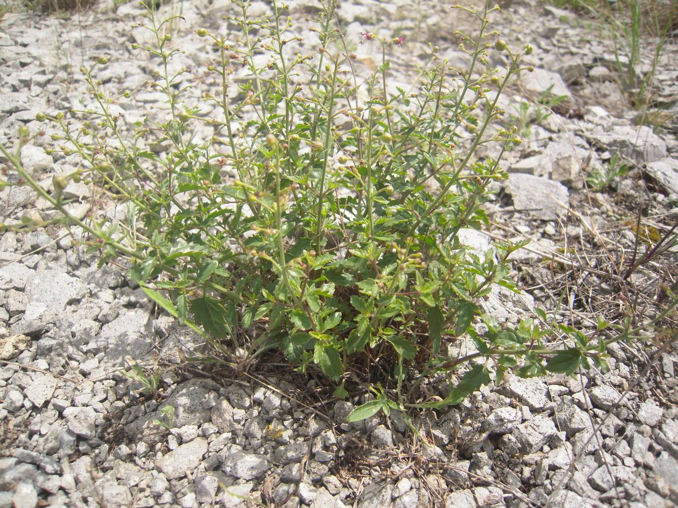 Image of Scrophularia rupestris specimen.