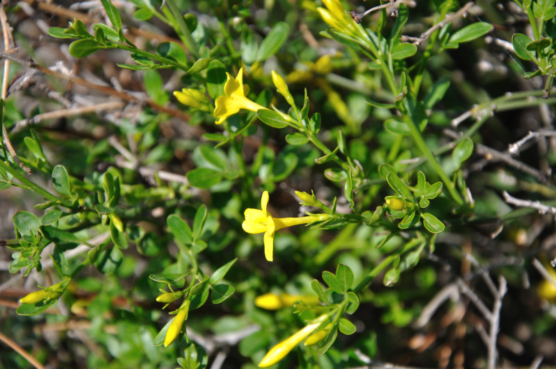 Image of Jasminum fruticans specimen.