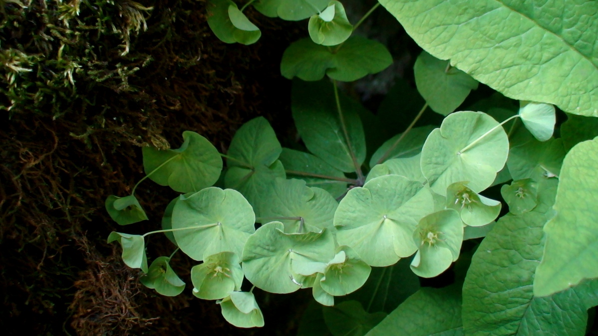 Image of Euphorbia glaberrima specimen.