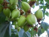 Paulownia tomentosa