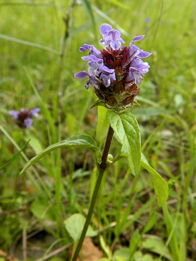 Image of Prunella vulgaris specimen.