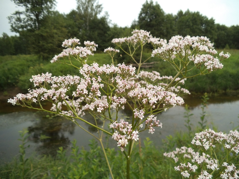 Изображение особи Valeriana officinalis.