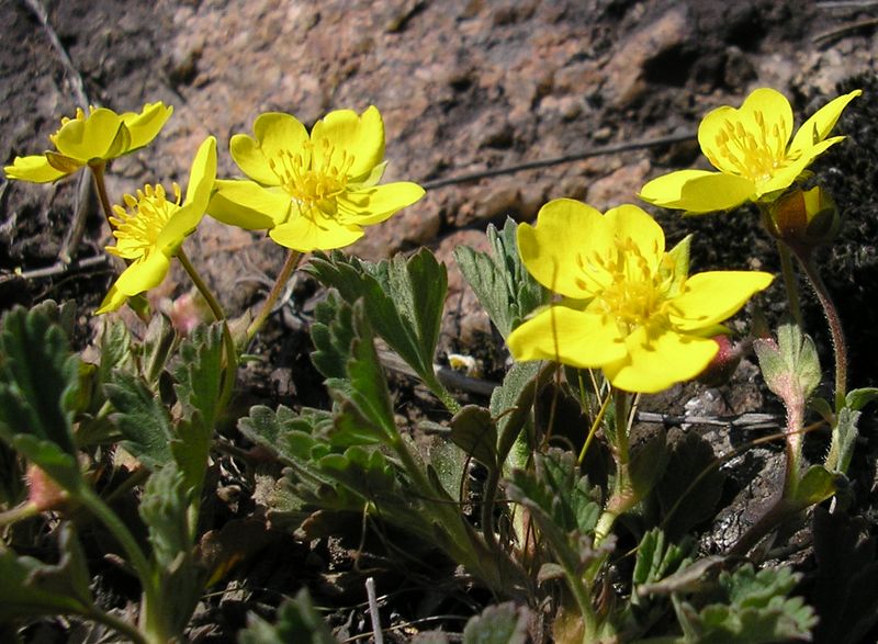 Image of Potentilla incana specimen.