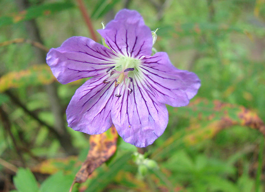 Изображение особи Geranium wlassovianum.