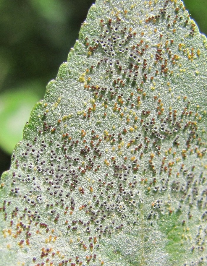 Image of Salix myrsinifolia specimen.