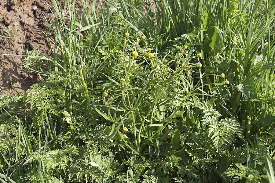 Image of genus Ranunculus specimen.