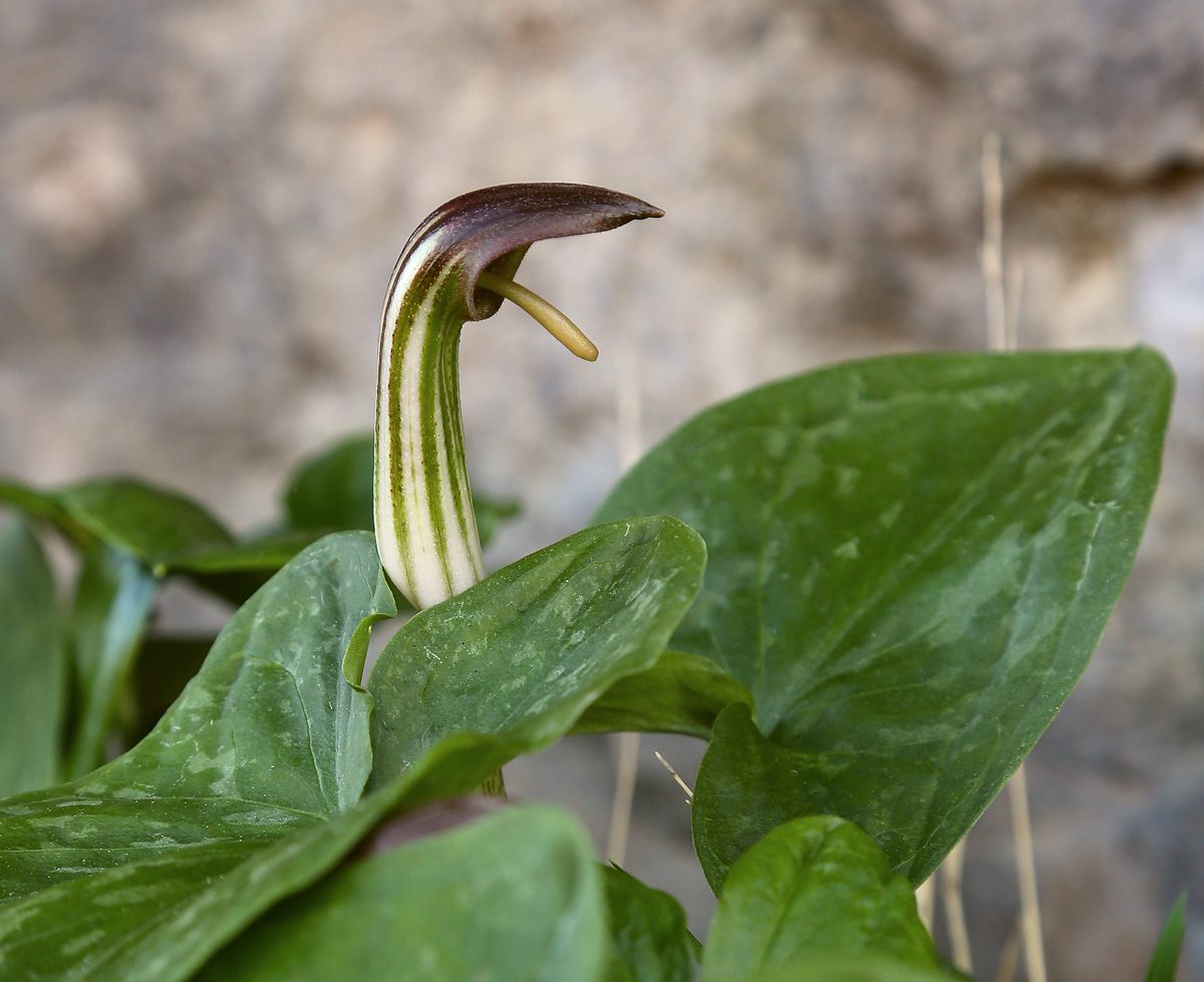 Image of Arisarum vulgare specimen.