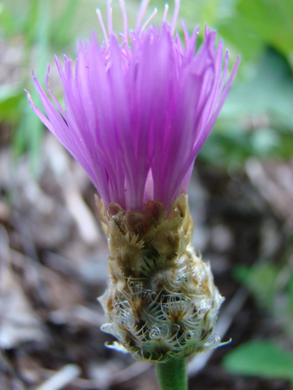 Image of genus Centaurea specimen.