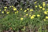 Oxalis pes-caprae. Цветущие растения на газоне. Израиль, г. Кармиэль. 15.02.2011.