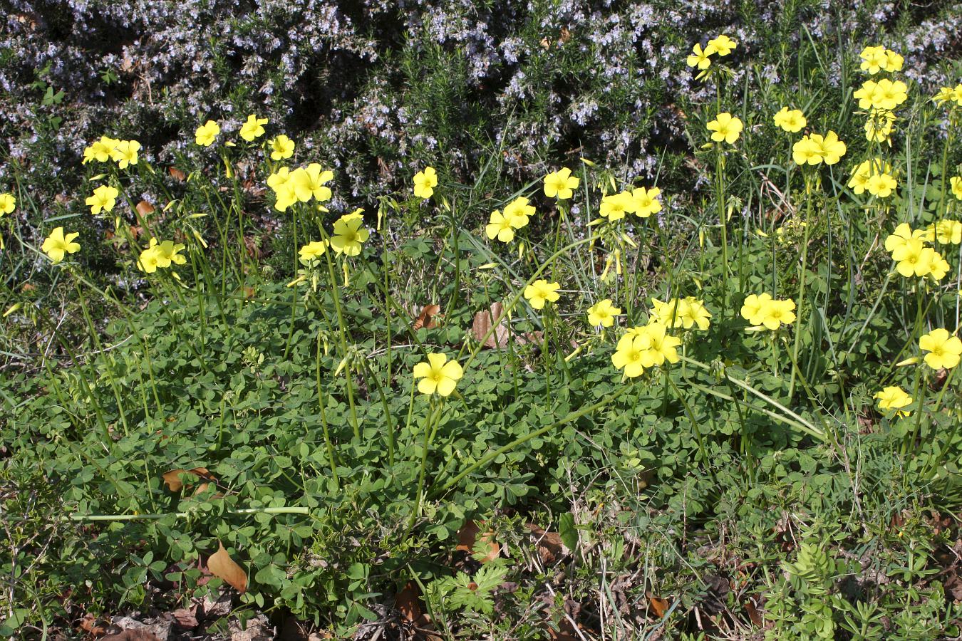 Image of Oxalis pes-caprae specimen.