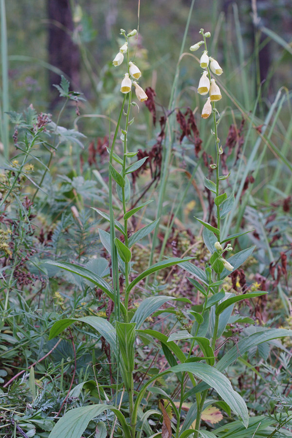 Image of Digitalis grandiflora specimen.