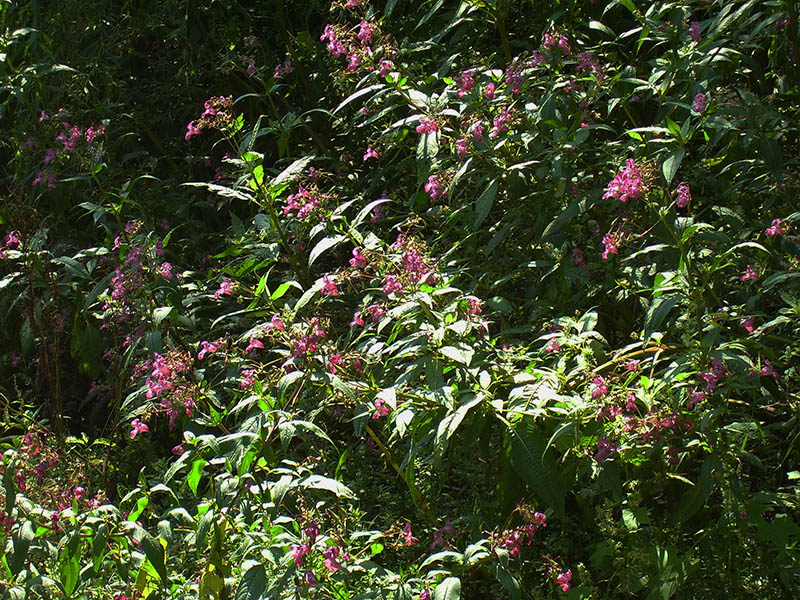 Изображение особи Impatiens glandulifera.