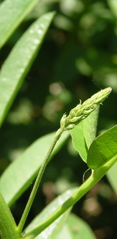 Изображение особи Glycyrrhiza glabra.