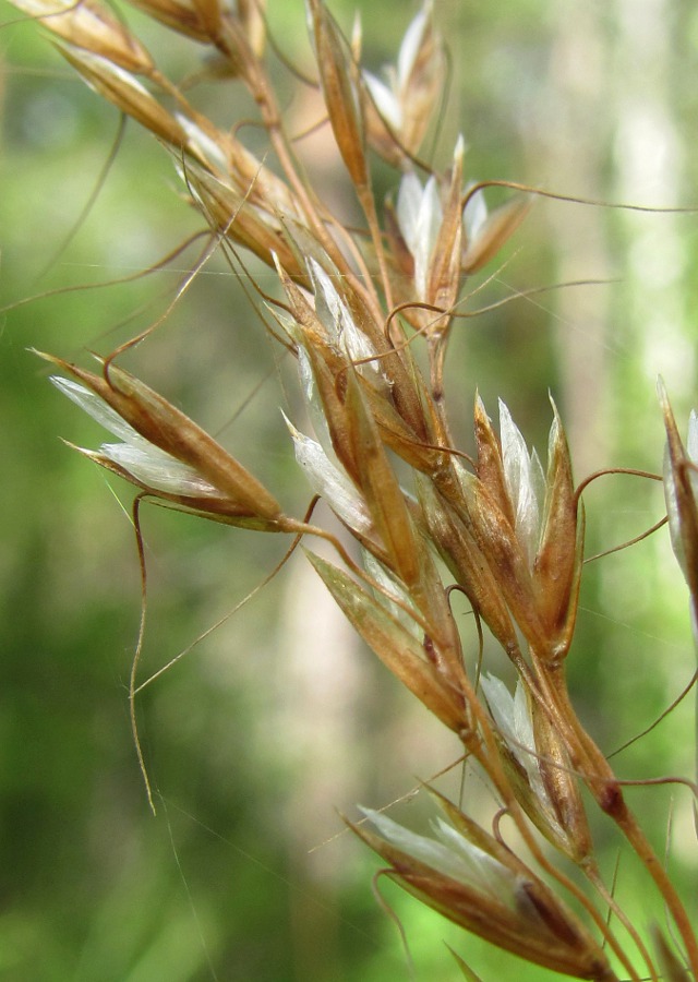 Image of Trisetum sibiricum specimen.