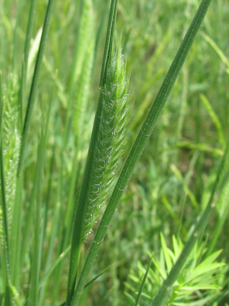 Image of Agropyron pectinatum specimen.