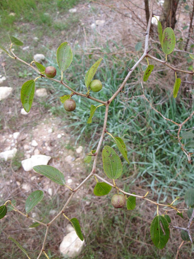 Image of Ziziphus spina-christi specimen.