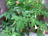 Brugmansia × insignis. Цветущие растения. Франция, Приморские Альпы, г. Сен-Жан-Кап-Ферра, вилла Эфрусси-де-Ротшильд, французский сад. 20.06.2012.