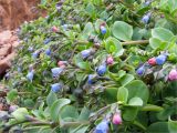 Mertensia maritima. Верхушки побегов с соцветиями. Кольский п-ов, Терский берег Белого моря, недалеко от устья Лодочного ручья. 29.07.2008.