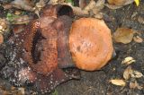 Rafflesia arnoldi