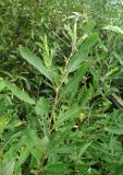 Salix cinerea