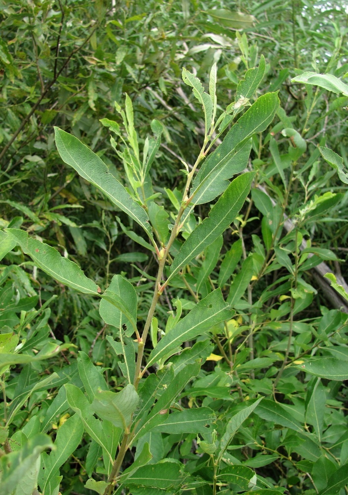 Image of Salix cinerea specimen.