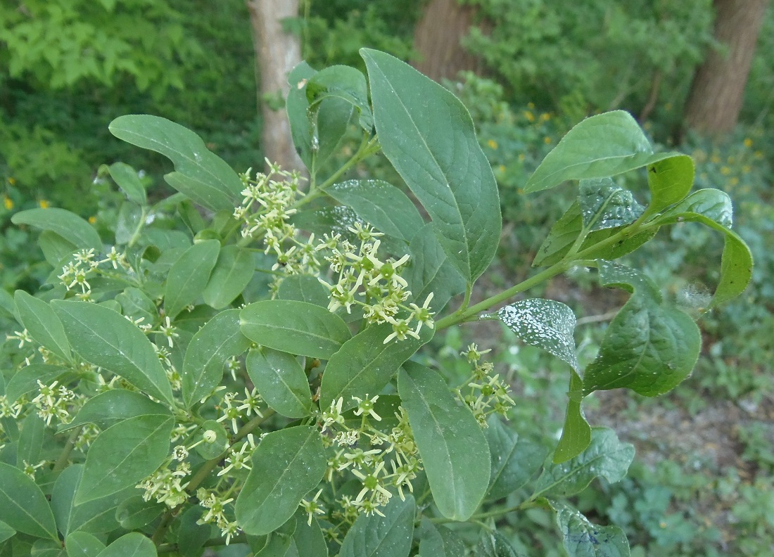 Image of Euonymus europaeus specimen.