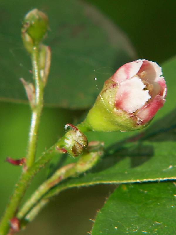 Image of Cotoneaster lucidus specimen.