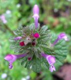 Lamium amplexicaule. Верхушка цветущего растения. Ставропольский край, г. Кисловодск, территория санатория им. Горького. 12.04.2013.