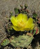 Opuntia humifusa. Верхушка цветущего растения. Крым, Карадагский заповедник, подножье горы Карагач, степной склон к морю. 26 мая 2013 г.