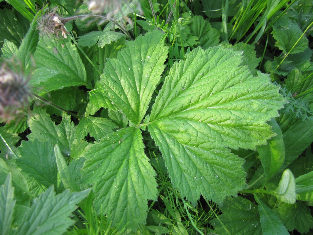 Image of Geum rivale specimen.