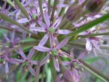 Allium schubertii